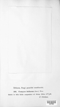 Uromyces muscari image